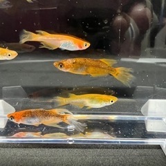 改良メダカ30匹ミックスの画像