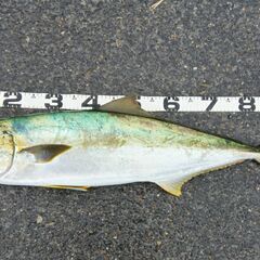 海のルアー釣りが好きな方