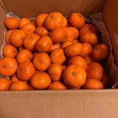 愛媛　🍊温州みかん　5kg