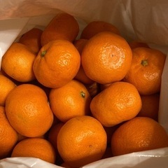 愛媛　🍊温州みかん　3kg 
