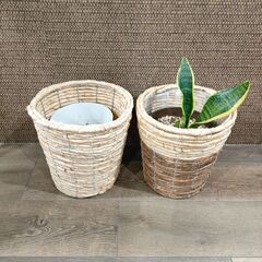 【無料】観葉植物 鉢 2つ