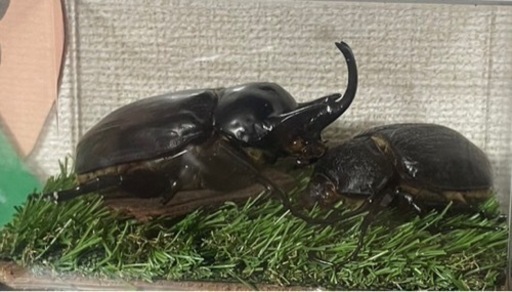 [お取置き品]　アクティオンゾウカブト3令幼虫2匹(レックスゾウカブト)  送料別　遠方取引可能