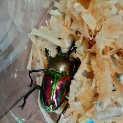 ニジイロクワガタ　レッド血統　１オス２メスセットの画像