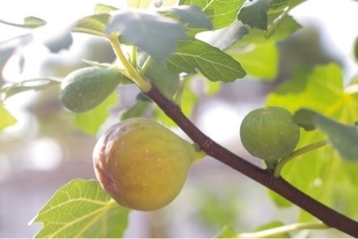 イチジク苗や穂木