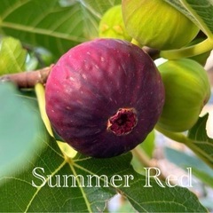 イチジク苗や穂木