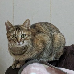 困った顔が可愛い　こゆずちゃん
