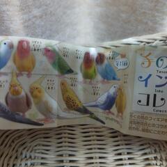 ガチャガチャ🦜手のりインココレクション🐦お譲り先様決定しました🐦