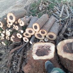 ◆スギ伐採丸太◆【杉の伐採原木丸太】(2024年1月伐採)★【引取り限定・高崎市近辺のみも配達可能】★【用途】◆屋外の椅子◆屋外テーブル台◆鉢置き台◆薪ストーブの薪◆工作・オブジェ作りに！★お得！【伐採原木】No.1の画像