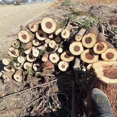 ◆スギ伐採丸太◆【杉の伐採原木丸太】(2024年1月伐採)★【引取り限定・高崎市近辺のみも配達可能】★【用途】◆屋外の椅子◆屋外テーブル台◆鉢置き台◆薪ストーブの薪◆工作・オブジェ作りに！★お得！【伐採原木】No.1の画像