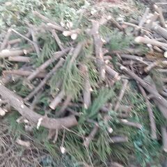 ◆スギ伐採丸太◆【杉の伐採原木丸太】(2024年1月伐採)★【引取り限定・高崎市近辺のみも配達可能】★【用途】◆屋外の椅子◆屋外テーブル台◆鉢置き台◆薪ストーブの薪◆工作・オブジェ作りに！★お得！【伐採原木】No.1の画像