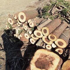 ◆スギ伐採丸太◆【杉の伐採原木丸太】(2024年1月伐採)★【引取り限定・高崎市近辺のみも配達可能】★【用途】◆屋外の椅子◆屋外テーブル台◆鉢置き台◆薪ストーブの薪◆工作・オブジェ作りに！★お得！【伐採原木】No.1の画像