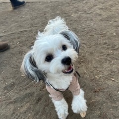 犬友達募集です😊💓 - 友達