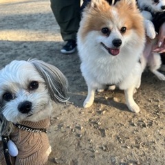犬友達募集です😊💓 - 葛飾区