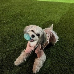 犬友達募集です😊💓 − 東京都