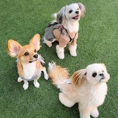 犬友達募集です😊💓 - メンバー募集