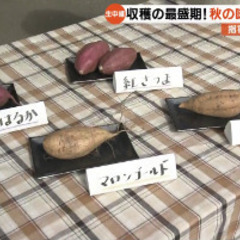 薩摩・さつまいも🍠の画像