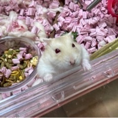 赤目キャンベルハムスター🐹生後4か月里親様募集 - その他