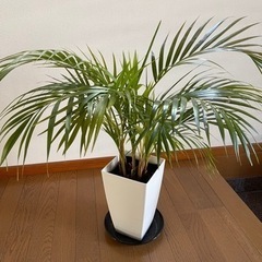 観葉植物(アレカヤシ) 譲ります。