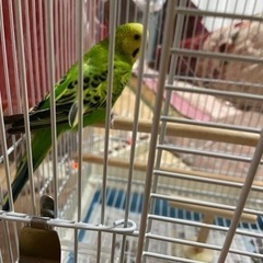 小鳥仲間（インコ　文鳥　オカメインコ等）