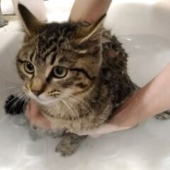 全匹シャンプー済！信頼度世界№１（バンダ） - 猫