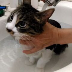 全匹シャンプー済！信頼度世界№１（エンゼル） - 豊島区