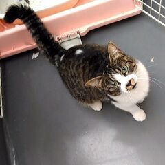 全匹シャンプー済！信頼度世界№１（エンゼル） − 東京都