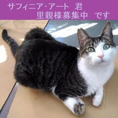 代理募集！シャンプー完了！信頼度世界№１（サフィニア） − 東京都