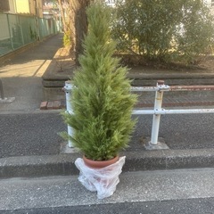 ⭐︎無料⭐︎人工観葉植物　フェイクグリーン　全長約180cm