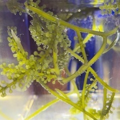 海ぶどう　リフジウム繁殖　１パック