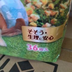 犬用おむつの画像