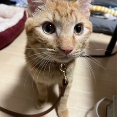 猫を探しています