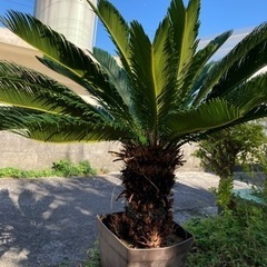 葉が多く形の良いソテツです。観葉植物?