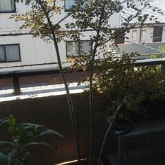 シマネトリコ（全長約170cm程度）