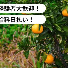【日払い】愛媛県宇和島市吉田町深浦でせとかの収穫及び運搬作業のお...
