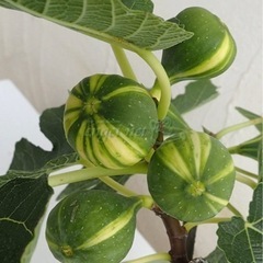 美味しいイチジクの鉢植え【2品種セット】