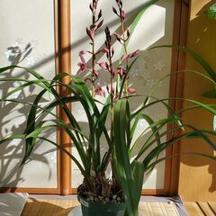 シンビジュームあげます。