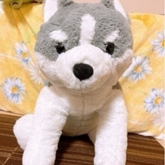 BIGくったりシベリアンハスキー (決まりました)