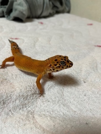 レオパードゲッコー インフェルノ