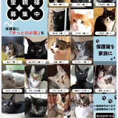 2024年2月3日(土)★保護猫の譲渡会★開催in中標津 - 標津郡