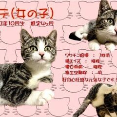 2024年2月3日(土)★保護猫の譲渡会★開催in中標津 - その他