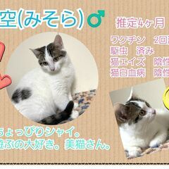 2024年2月3日(土)★保護猫の譲渡会★開催in中標津 − 北海道