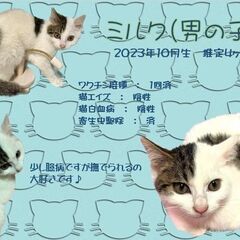 2024年2月3日(土)★保護猫の譲渡会★開催in中標津 - イベント