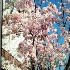 枝垂れの桜の苗木をお譲りします②の画像