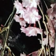 枝垂れの桜の苗木をお譲りします②の画像