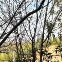 枝垂れの桜の苗木をお譲りします②の画像