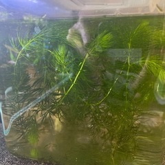 カボンバ　水草　増えすぎたの画像