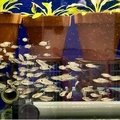 🐟🐟🐟ハステータス3匹セット 🐟🐟🐟