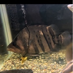 取引中　ダトニオ　熱帯魚　
