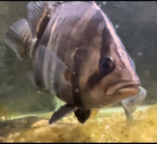 取引中　ダトニオ　熱帯魚　