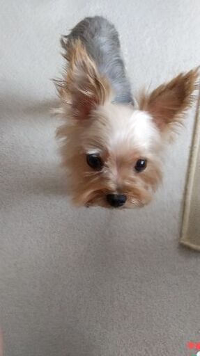 ヨークシャテリアさん専用　完熟梅です。 🐕虎太郎様/4歳/♂/ヨークシャテリア